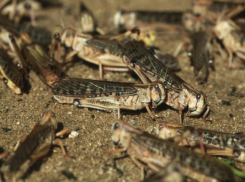 Нашествие саранчи добралась до Одессы и несёт катастрофу всей Украине