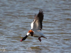 Экологи возмущены решением об отстреле птиц в Одесской области