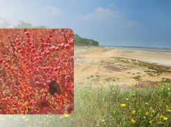 Пурпурное чудо лиманов: в Одесской области расцветает растение, из которого когда-то делали стекло