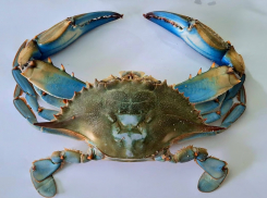 В Одессе зафиксировали нашествие опасных голубых крабов