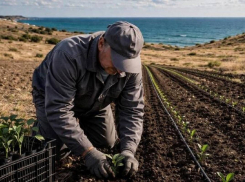 В Одесской области появится чайная плантация