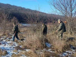Охоту на лис и шакалов в Одесской области провели с нарушениями