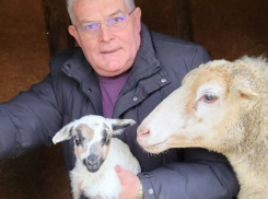 В Одесском зоопарке родились двое ягнят