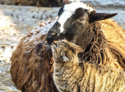 Кошка и овца стали парой года в Одесском зоопарке
