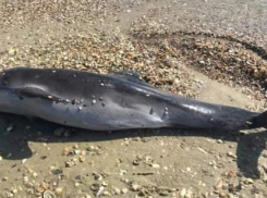 На берега Одессы выбрасываются дельфины