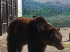 В Одесском зоопарке проснулась медведица Поляна
