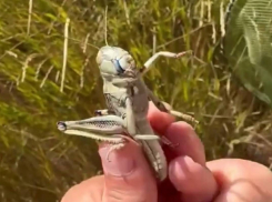 Египетская саранча атаковала Одессу, Кривой Рог и Днепропетровск