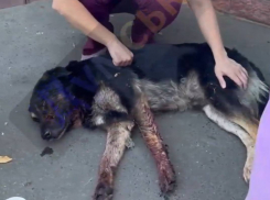 В Одессе нашли собаку с огнестрельным ранением