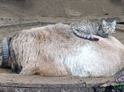 Барашка и кошка стали парой года в Одесском зоопарке