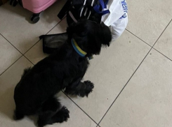 В Измаиле служебная собака нашла наркотики у пассажирки автобуса