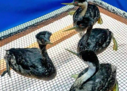 Разлив масла на одесском побережье грозит большей опасностью чем мазут для Черного моря