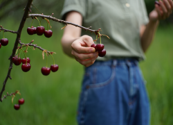 В Одессе женщина полезла воровать черешню и сломала позвоночник в трех местах