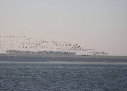 В ВСУ заявили, что Россия заинтересована в освобождении Затоки в Одесской области