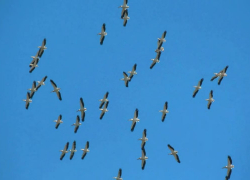 В Одесской области заметили первых розовых пеликанов