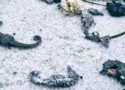 На одесском побережье обнаружили сотни трупов морских коньков и других животных