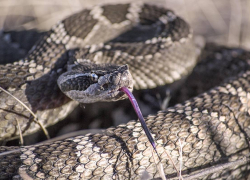 В Одессе 15-летнего школьника укусила ядовитая змея
