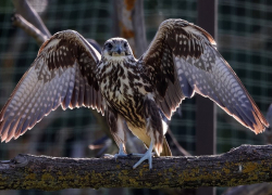 Один из самых редких хищников Евразии вернулся в степи Одесщины