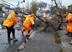 В Одессе из-за ветра за два дня упали почти два десятка деревьев