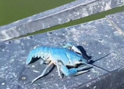 «Совершенно голубой»: под Одессой поймали считавшееся вымершим членистоногое