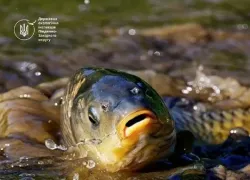 В Одесской области ввели ограничения на рыбалку