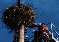 Одесские электрики установили в городе платформы с гнездами для аистов
