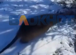 Дикие нутрии захватывают Одесскую область – чем они опасны