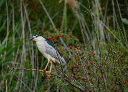 В Одессе можно встретить птицу, которая квакает