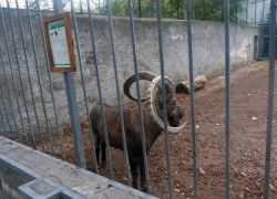 Директора Одесского зоопарка обвинили в издевательствах над животными