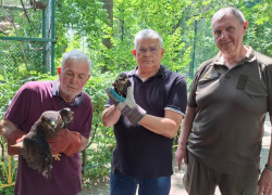 Травмированную птицу из ресторана передали на реабилитацию в Одесский зоопарк