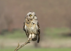 В Одесской области в дикую природу вернули одну из самых редких сов