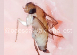 В Одессе нашли опасную муху, которая переносит холеру и может поселиться в глазу