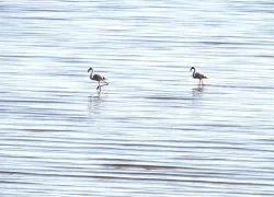 В Одесскую область прилетели редкие фламинго