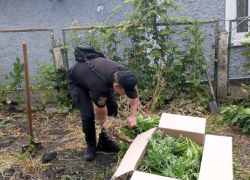 Житель Одесской области вырастил у себя во дворе конопляный сад