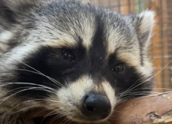 Проверка в одесском зоопарке не выявила признаков жестокого обращения с енотом