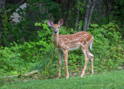 В Одессе олениха пострадала при странных обстоятельствах: зоопарк заявил о диверсии
