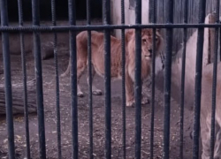 Старейшая львица Одессы умерла, блогеры обвиняют зоопарк в сокрытии