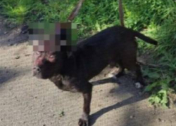 В Одессе живодеры замучили собаку