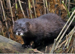 В Одесской области зафиксировали редкую европейскую норку