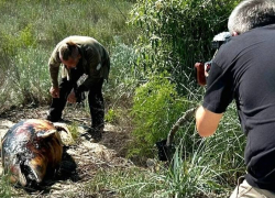 Немецкие журналисты сняли репортаж про массовую гибель дельфинов в Одесской области