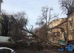 Одесситка отсудила у города 175 тысяч рублей за упавшее на машину дерево