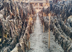 Подпольные табачные плантации накрыли в Одесской области