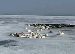 Из-за морозов в Одесской области жизнь 50-ти пернатых под угрозой ؘ– как их спасти