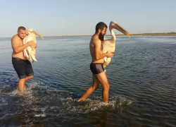 В Одесской области спасли редких розовых пеликанов