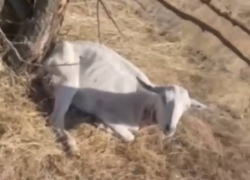 В Одесской области стая волков разорвала на куски 27 коз