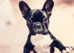 В Одесской области мужчина задушил бульдога соседки из-за лая