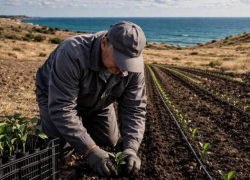В Одесской области появится чайная плантация