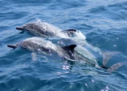 В Одессе зафиксировали гибель дельфинов из-за боевых действий в Черном море