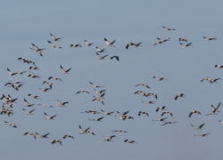 Из Африки в Одесскую область прилетели краснокнижные журавли