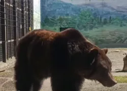 В Одесском зоопарке проснулась медведица Поляна