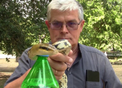 ПВО уничтожило дом директора Одесского зоопарка